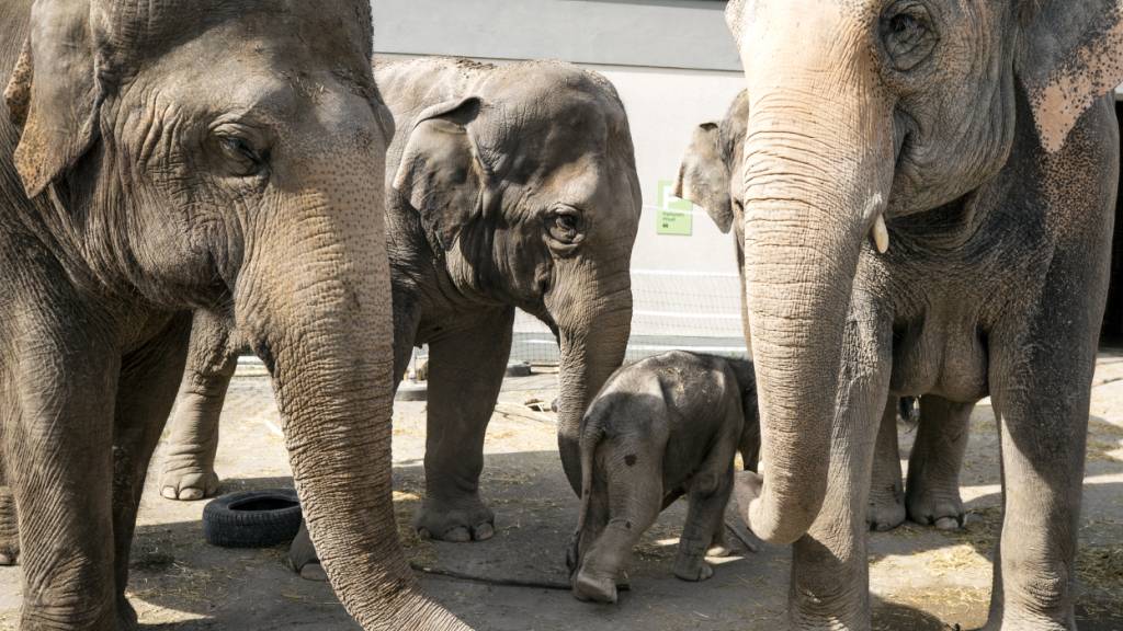 Rapperswiler Kinderzoo setzt auf alternatives Futter für Elefanten