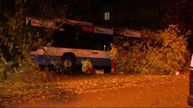 VBZ-Bus fährt in Baum