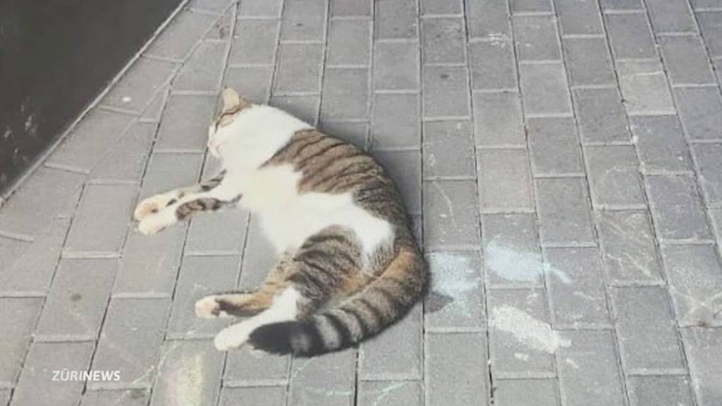 Hauskatze Simba erschossen – Familie fassungslos