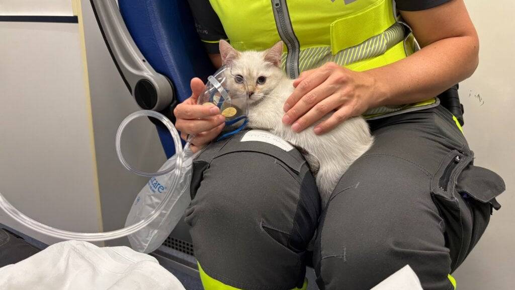 Die Kätzchen erhielten im Sanitätsfahrzeug Sauerstoff. Nach dieser Erstversorgung brachten die Einsatzkräfte die Vierbeiner ins Tierspital.