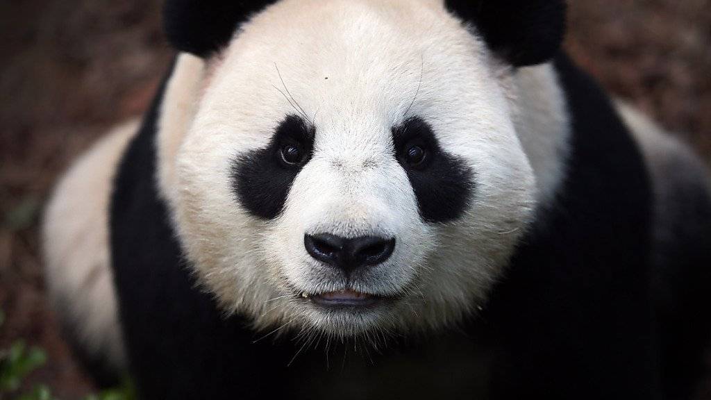 Der Klimawandel könnte ihm den Garaus machen: der Grosse Panda könnte in gewissen Regionen verschwinden. (Archivbild)
