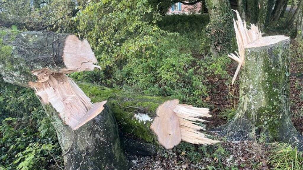 Unbekannte haben in Rapperswil-Jona elf Bäume widerrechtlich gefällt.
