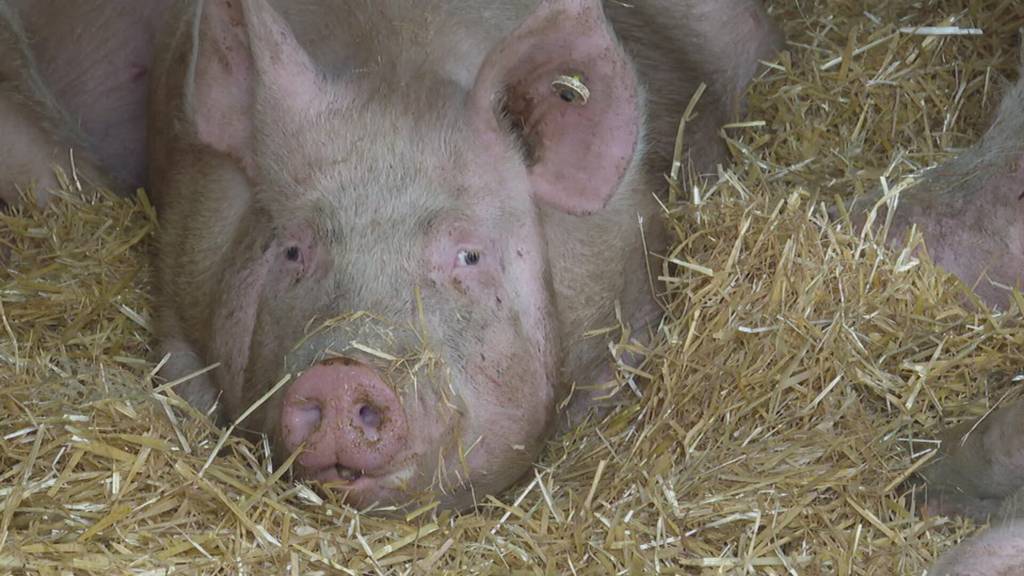 Schweinehaltung in der Schweiz soll den EU-Vorschriften angepasst werden