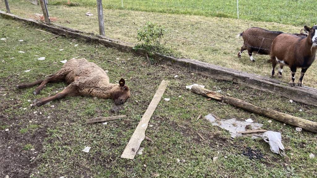 Tierdrama im Aargau: 57-Jähriger wegen miserabler Tierhaltung verhaftet