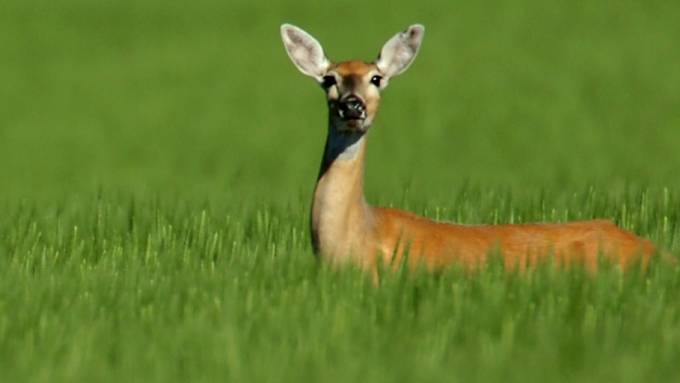 Jäger schiesst neben trainierenden Fussballjunioren auf Hirschkuh