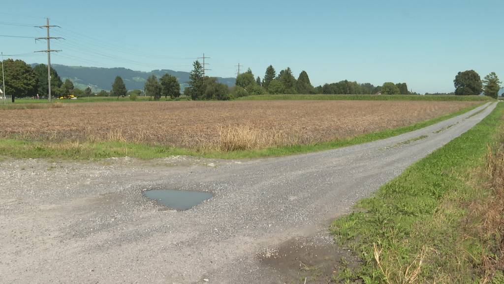 Faule Ernte: Wegen Nässe bedroht ein Pilz Kartoffelfelder