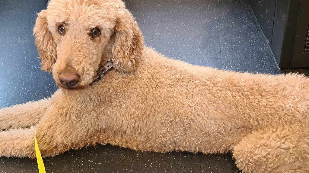 Frauchen vermisst Cannelle: Pudelhund vor Geschäft geklaut