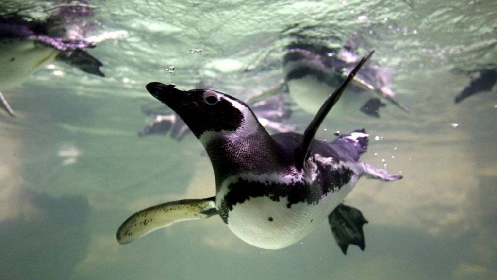 Ein Pinguin schwimmt jedes Jahr tausende Kilometer und besucht seinen einstigen Retter auf einer brasilianischen Insel. (Archiv)