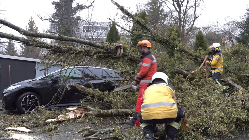Zwölf Meter hoher Baum stürzt in Kreuzlingen auf Autos