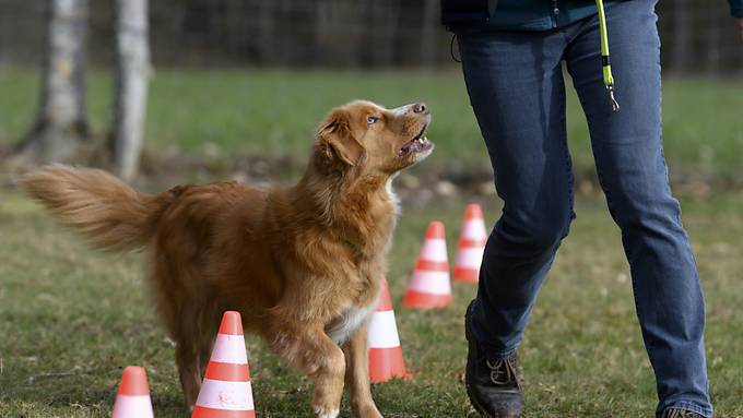 Anbieter von Hundekursen im Kanton Zürich müssen Prüfung ablegen