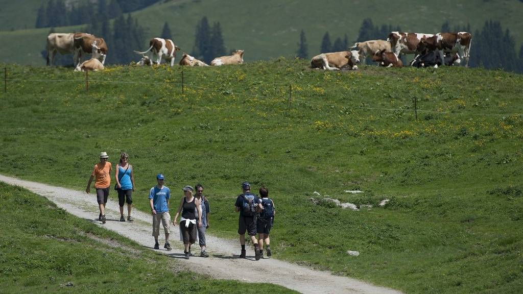 Meist lassen sich Kühe von Wanderern nicht beeindrucken. Doch es geht auch anders. (Symbolbild)