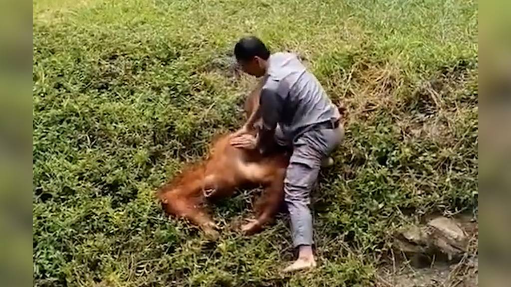Beherzter Tierpfleger rettet Orang-Utan vor Ertrinken