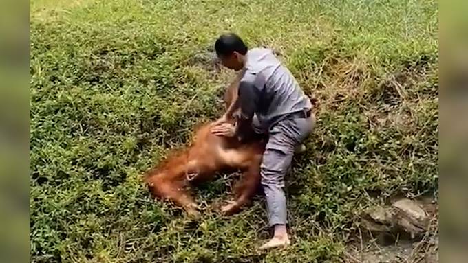 Beherzter Tierpfleger rettet Orang-Utan vor Ertrinken