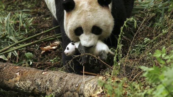 China feiert weltweiten Durchbruch bei Panda-Aufzucht