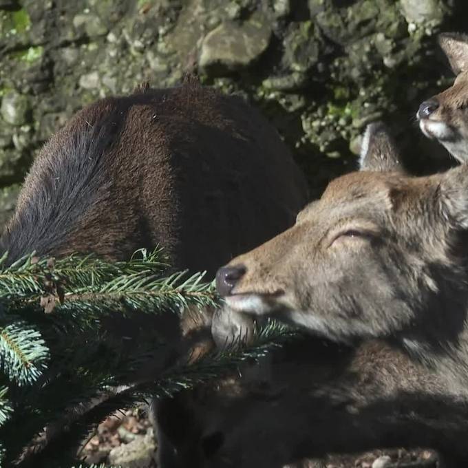 Festmahl: Nicht verkaufte Christbäume werden zu Futter