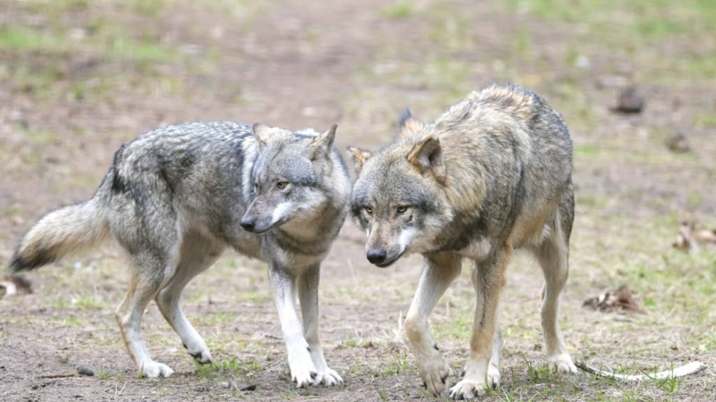 Kanton St. Gallen kann einen Jungwolf abschiessen