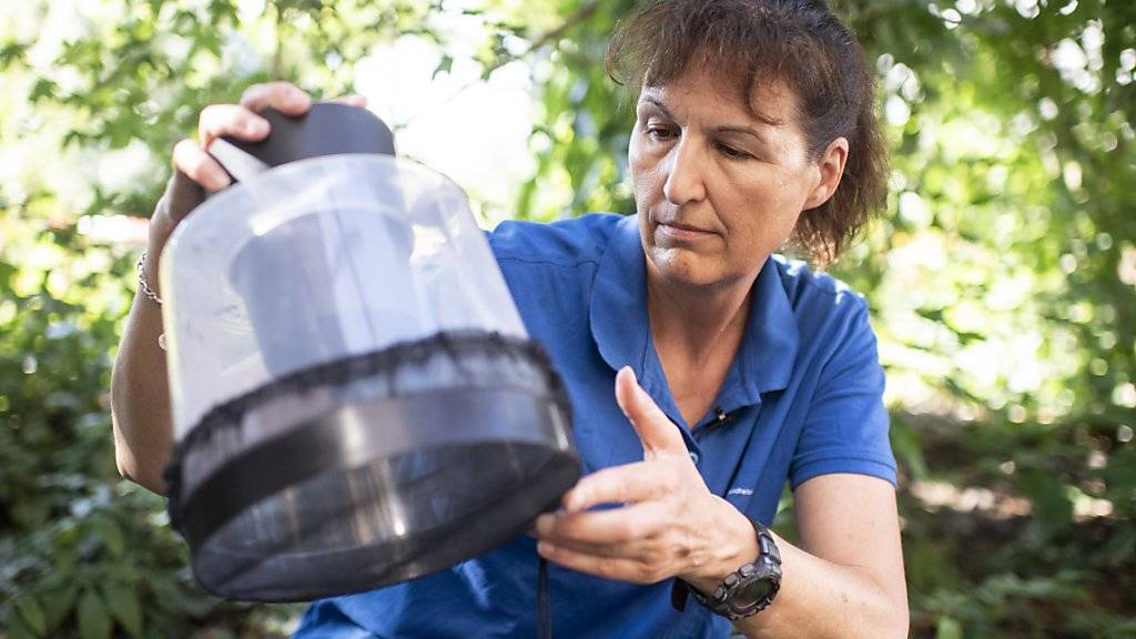Gabi Müller, Leiterin der Schädlingsprävention, kontrolliert eine Tigermücken-Falle.