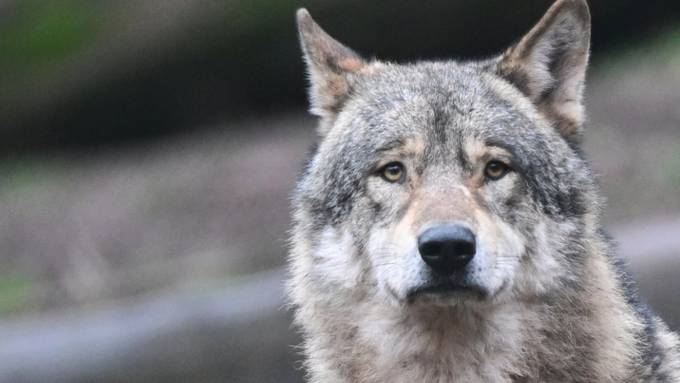 Wolf reisst erneut zwölf Schafe bei Flums –  jetzt sprechen die Betroffenen