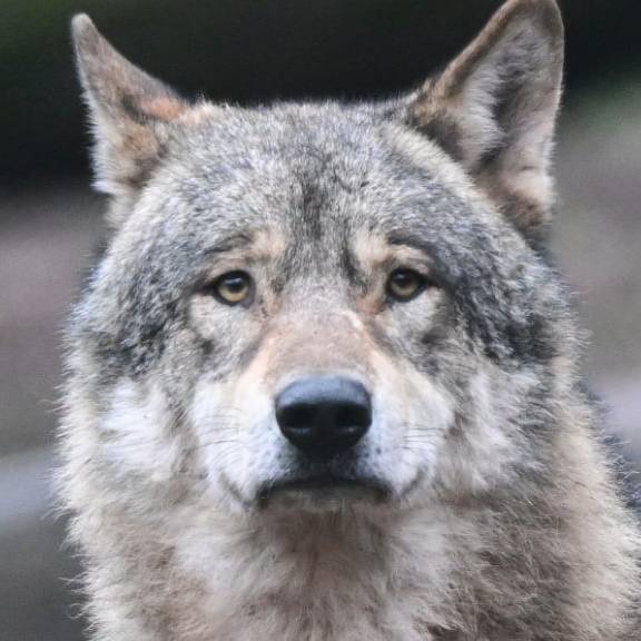 Wolf reisst erneut zwölf Schafe bei Flums –  jetzt sprechen die Betroffenen