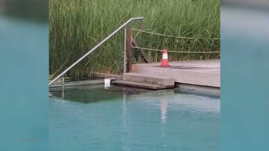 Spezieller Badegast: In Biberstein legt ein Biber die Badi lahm