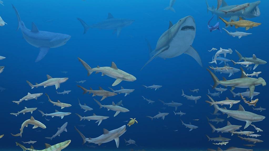 Forschende warfen einen Blick auf die vielfältige Hai-Welt der vergangenen 84 Millionen Jahre. Demnach wiesen Haie, die sich weniger spezialisiert ernähren, ein geringeres Aussterberisiko auf.