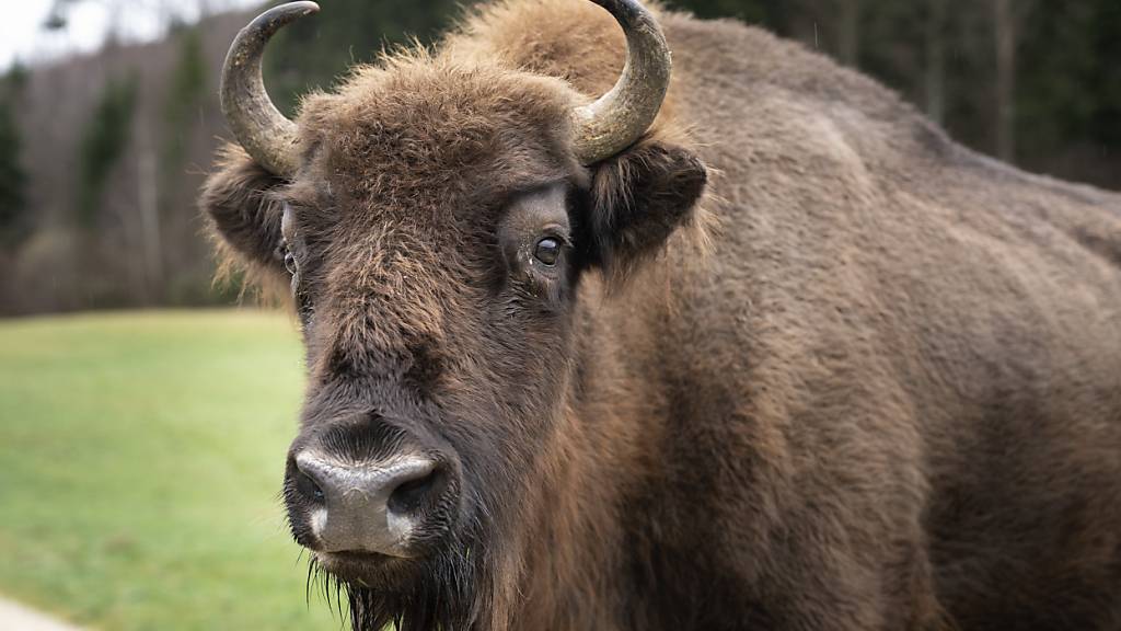 Ein Europäischer Bison auf einer Wiese in Welschenrohr im Kanton Solothurn. (Archivbild)