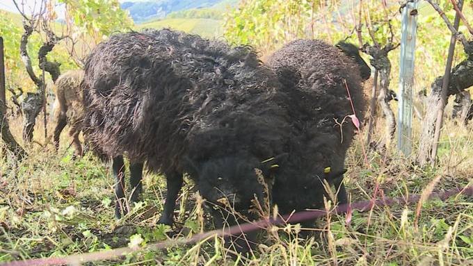 Vorschau auf Tierisch