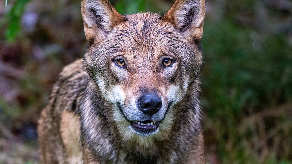 ARCHIV - Ein Jungwolf steht im Gehege des Nationalparkzentrums Falkenstein. Foto: Armin Weigel/dpa