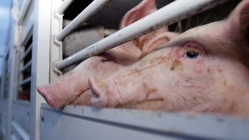 Ein Ostschweizer Schweinemäster ist der mehrfachen Tierquälerei schuldige gesprochen worden.  (Archivbild)