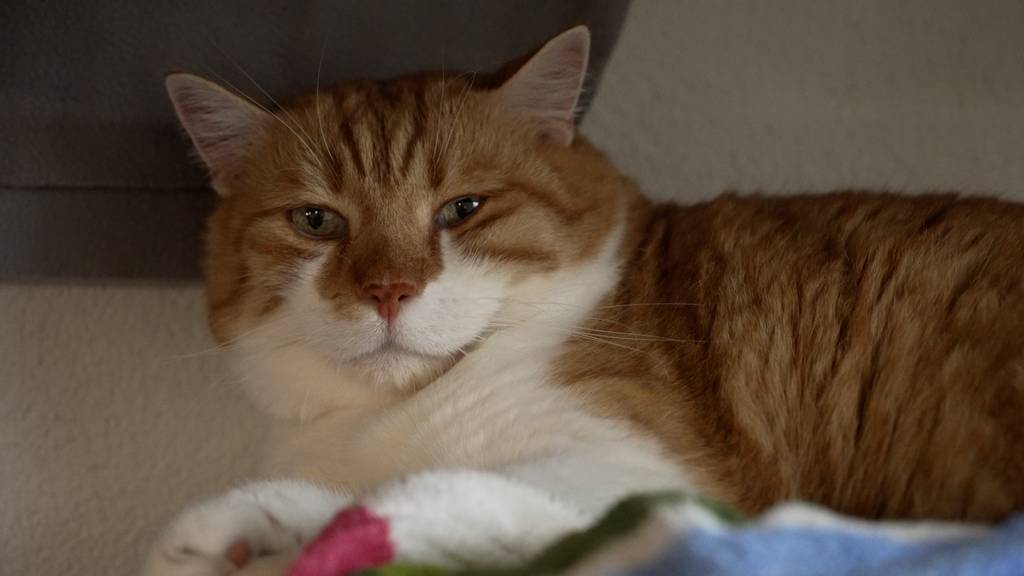 Nelson