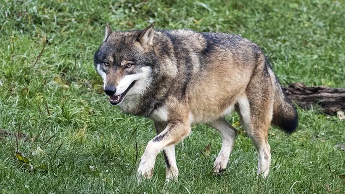 Wanderwege sollen wegen Wölfen gesperrt werden