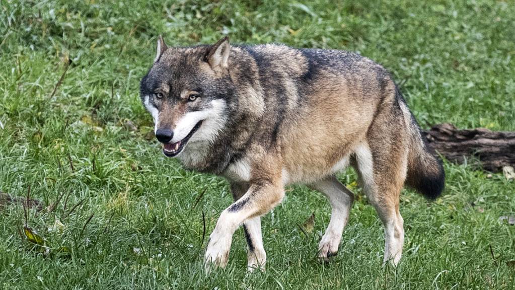 Das Parlament will den Schutz des Wolfs im revidierten Jagdgesetz lockern. Der Bundesrat empfiehlt ein Ja. (Archivbild)