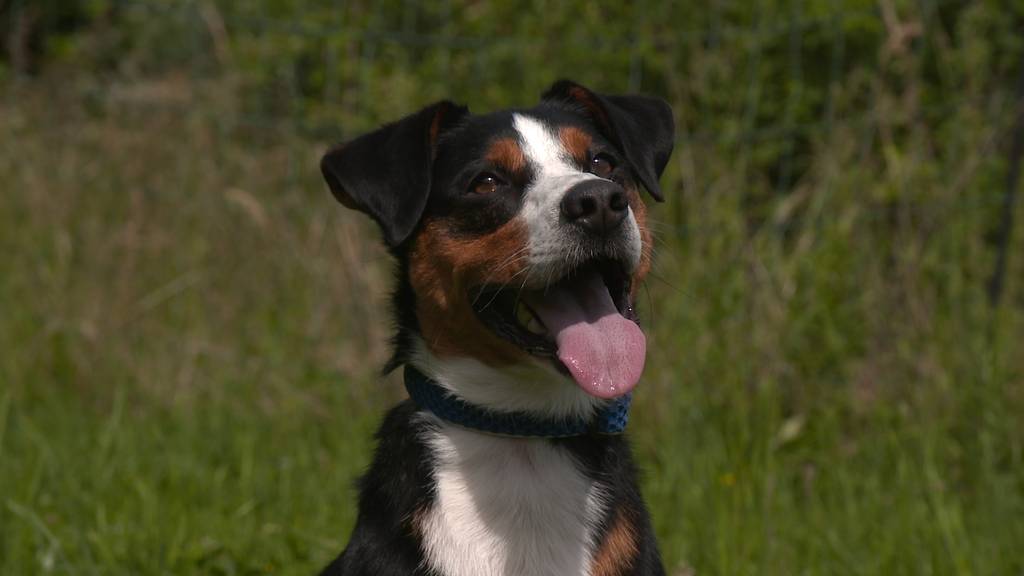 Benny