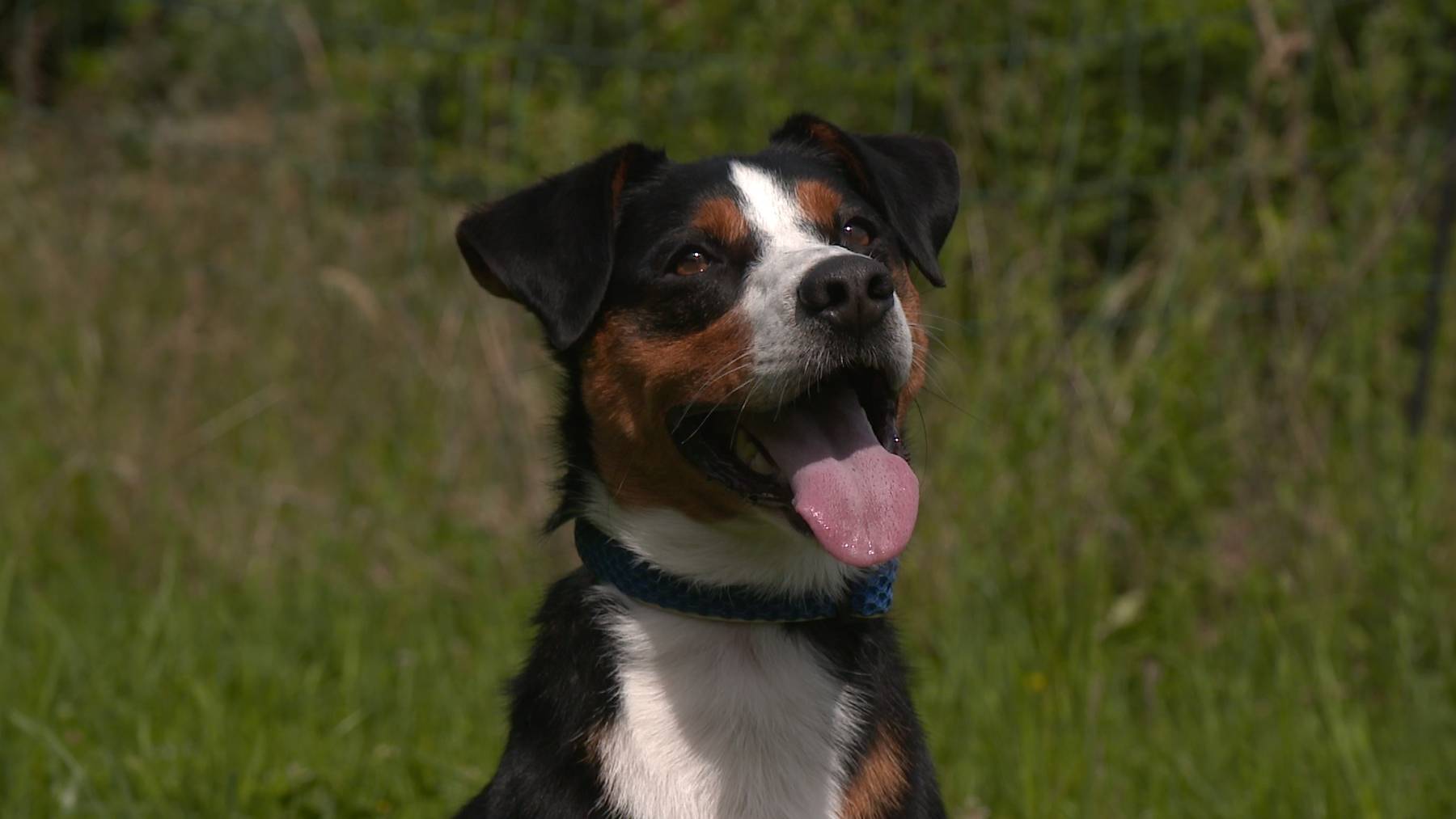 Benny
