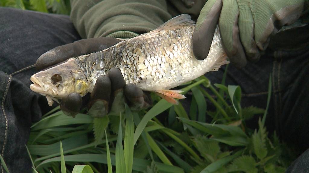 Insektizide verursachten Fischsterben in Bünz