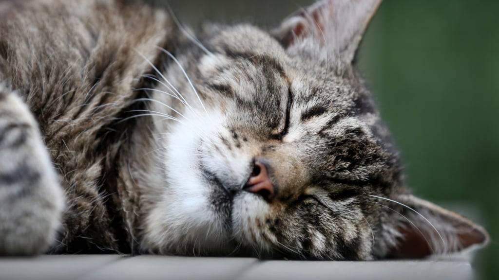 Katzen schlummern einer Studie zufolge am liebsten auf der linken Seite liegend. (Archivbild)