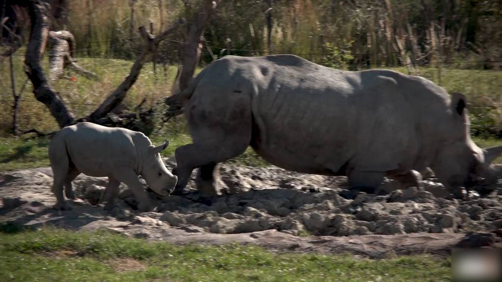 Nashornbaby erkundet zum ersten Mal die Savanne im Zoo Zürich