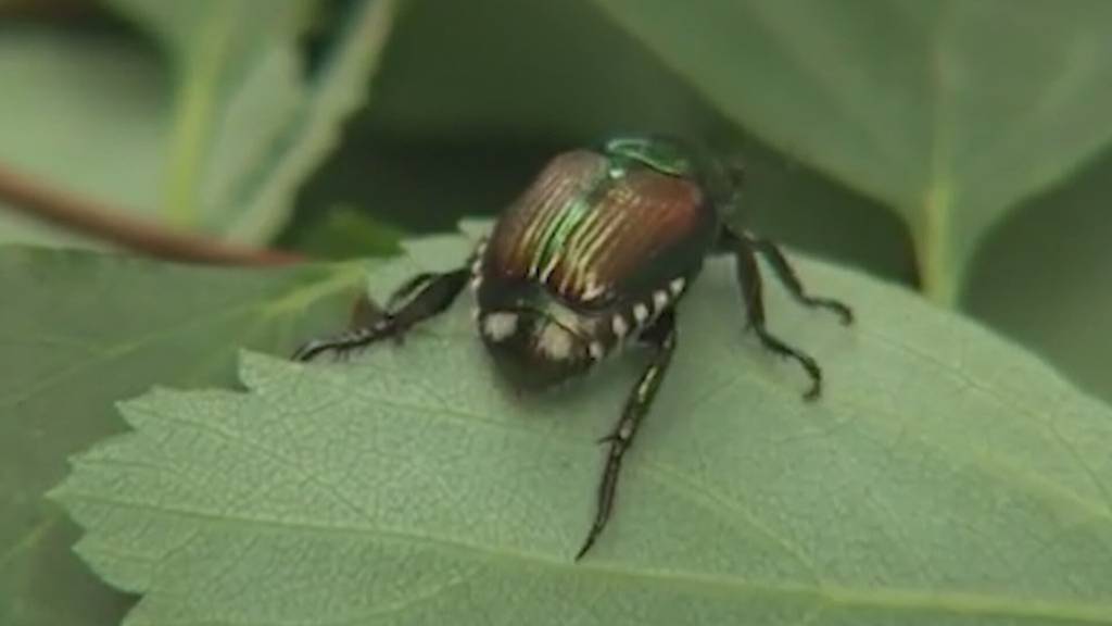 Insekten-Plage in der Ostschweiz? Hornisse und Japankäfer auf dem Vormarsch