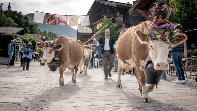 Hunderte Kühe ziehen am Samstag durch den Nobelort Gstaad