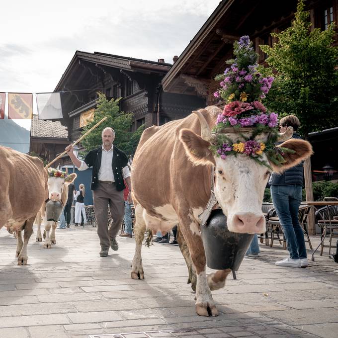 Hunderte Kühe ziehen am Samstag durch den Nobelort Gstaad