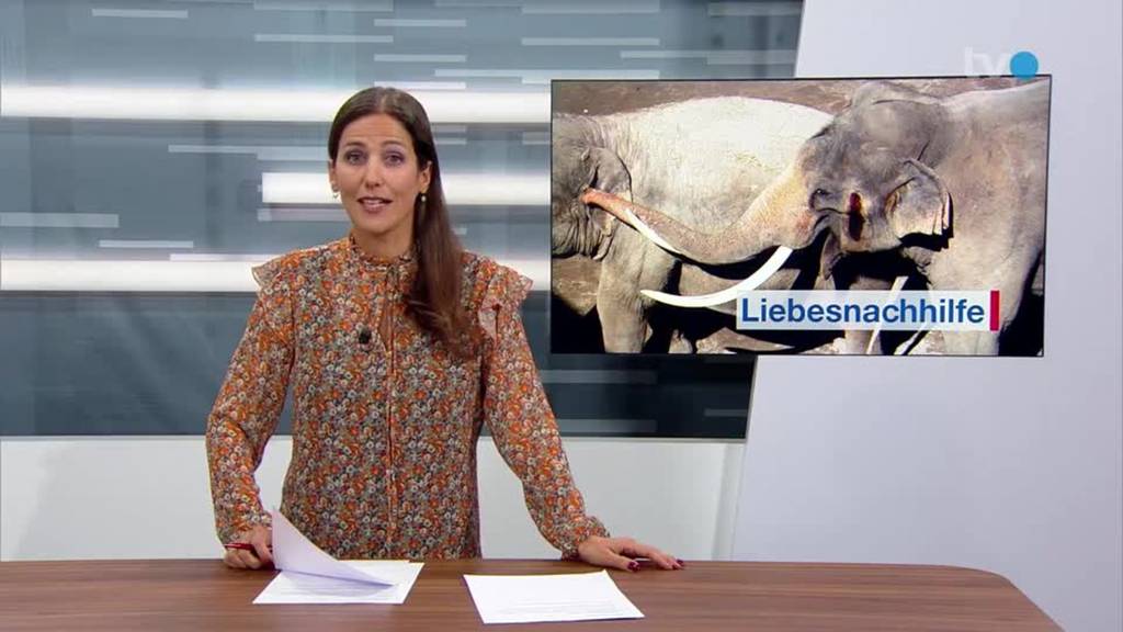 Fleissige Elefanten: Knies Kinderzoo hofft auf Nachwuchs