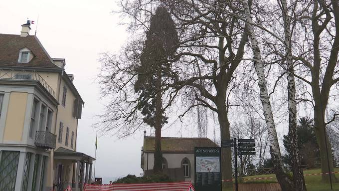 Fehlplanung: Mammutbaum am Arenenberg muss weg