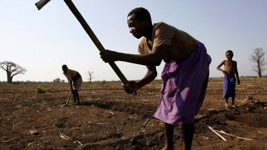 Der Schädlingswurm macht inzwischen in 38 afrikanischen Ländern das Leben der Maisbauern schwer. (Symbolbild)