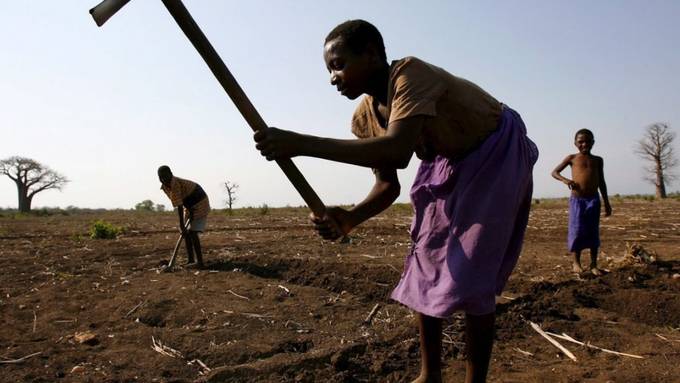 Raupen-Plage in Afrika