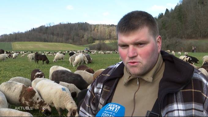 600 Schafe ziehen durchs Seetal