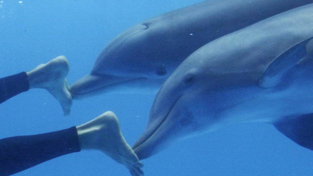 Weil sich die Delfine wegen den vielen Touristen nicht erholen können, wollen US-Behörden das Delfin-Schwimmen in Hawaii verbieten. (Archivbild)