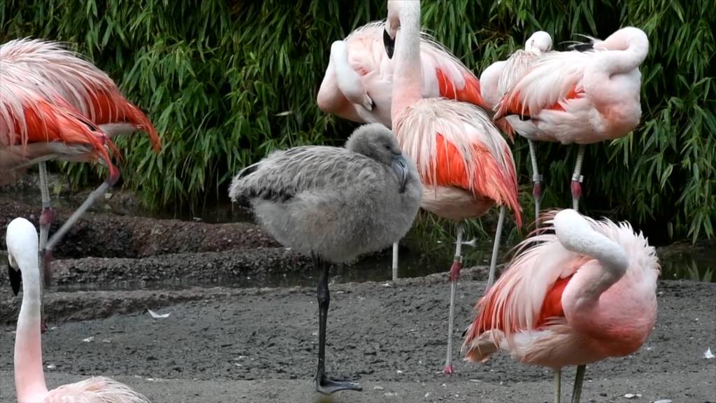 Seltener Flamingo-Nachwuchs im Zoo Zürich