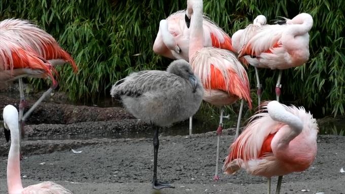 Seltener Flamingo-Nachwuchs im Zoo Zürich