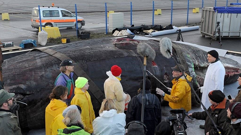 Die Experten erklären Medien in Wilhelmshaven, wie sie die Wale zerlegen.