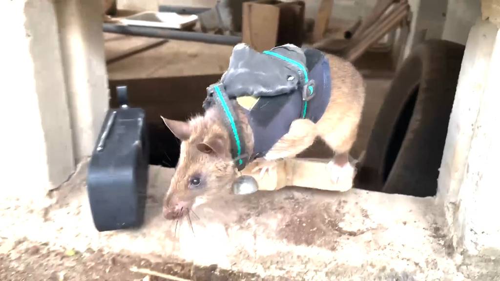 Rettungskraft Ratte: Diese Nager sollen Menschen unter Trümmern aufspüren